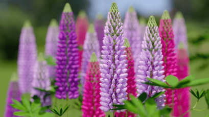 Lupine Flower Generator